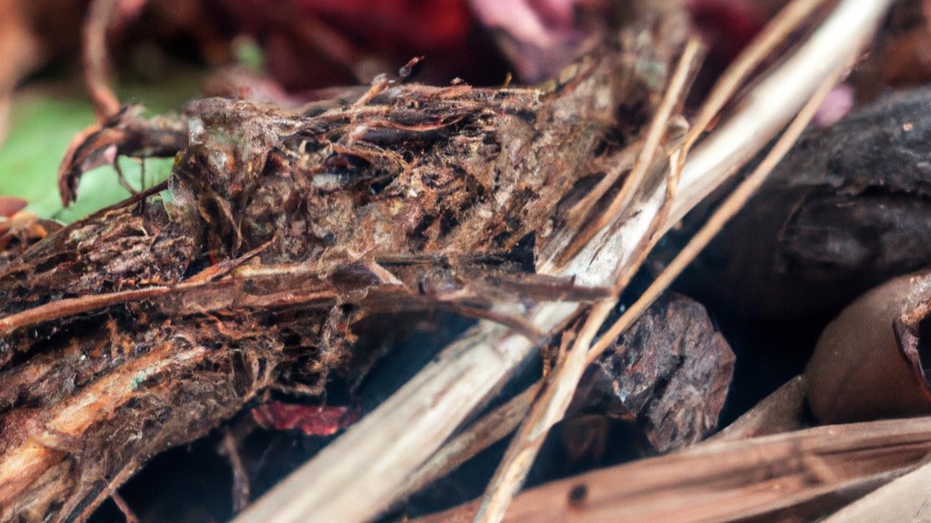 Ayahuasca Vine: Exploring its Properties and Impact on the Brain